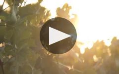Tunella Tunella Estate Overview Winery Video