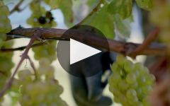 Villa Maria Learn More About Villa Maria Winery Video