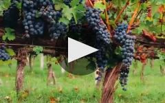 Vermillion  Winery Video