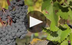Otazu Bodega Otazu Winery Video