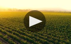 Textbook  Winery Video