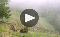 Flowers Winery Video