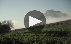 Botanica Wines Botanica in Bloom Winery Video