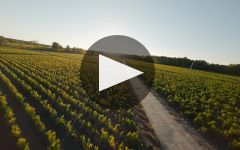 Domaine de Chevalier Domaine de Chevalier Winery Video