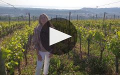Zenato Winery Video