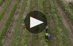 Bodegas Rectoral de Amandi Bodegas Rectoral de Amandi Winery Winery Video