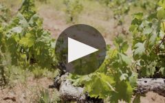 Terra d'Oro Winery Video