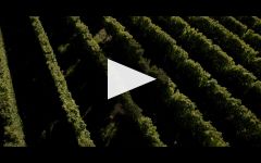 Villa Maria Villa Maria New Zealand Winery Video