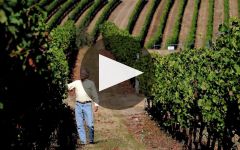 Benton Lane First Class Pinot Noir 2016