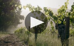 Stags' Leap Winery Stags' Leap Winery Winery Video