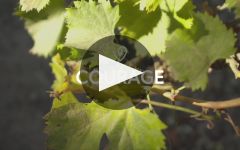 Susana Balbo 25th Anniversary Winery Video