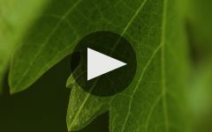 Spottswoode Estate Vineyard & Winery  Winery Video