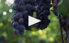 La Jota Vineyards Co. Winery Video