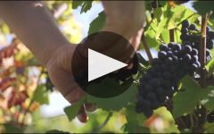 Faiveley Winery Video