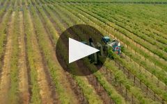 Luke Winery Video