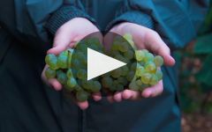 Colin Barollet Colin Barollet Winery Video