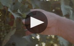 Broadside  Winery Video