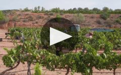 Perlat Perlat: A Pioneer in DO Montsant Winery Video