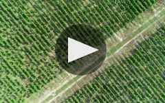 Chateau d'Issan Winery Video