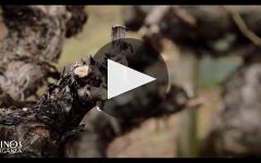 Vinos de Arganza Vinos de Arganza Pruning Winery Video