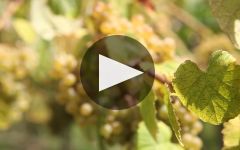 Bodegas Jorge Ordonez Malaga Winery Video