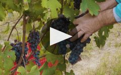 Damilano Damilano Winery Video