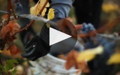 Wine By Joe Wine By Joe Winery Video
