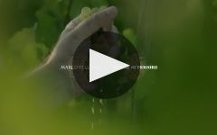 Marco Felluga Winery Video