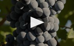 Clos du Val An Overview of Clos du Val Winery Video