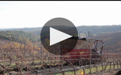 Tolaini Organic Viticulture Winery Video