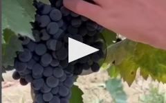 Castello Tricerchi Learn More About Castello Tricerchi Winery Video