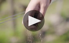 Chateau Giscours  Winery Video