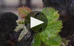 Chimney Rock Winery Chimney Rock Winery Winery Video