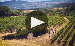Jean-Luc Colombo Winery Video