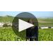 Henriot Cuvee Hemera 2005 Winemaker Notes Product Video