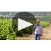 Roth Estate Alexander Valley Cabernet Sauvignon 2018 Winemaker Tasting Notes Product Video