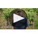 Hickinbotham The Revivalist Merlot 2014 Product Video