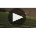 Diora La Splendeur du Soleil Chardonnay 2018 Tasting Notes Product Video