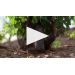 Familia Torres Cos Perpetual 2015 Product Video