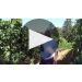 Solena Estate Domaine Danielle Laurent Pinot Noir 2020 Product Video