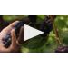 Willamette Valley Vineyards Whole Cluster Pinot Noir 2018 Whole Cluster Fermentation Explained  Product Video