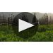 Quintessa (375ML half-bottle) 2019 Quintessa 2019 Release Notes Product Video