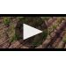 Chateau Lafite Rothschild 2019 A Closer Look at the 2019 Vintage Product Video