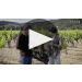 Cline Eight Spur Zinfandel 2021 More Information on Eight Spur Product Video