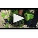 Chateau Duhart-Milon 2019 Product Video