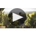 Cellier des Dauphins Les Dauphins Cotes du Rhone Rouge 2020 More About Les Dauphins Cotes du Rhone Product Video