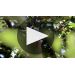 Benziger Sonoma County Cabernet Sauvignon 2017 Product Video
