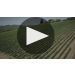 Castellani Vermentino 2024 Castellani Vermentino Winemaker Notes Product Video