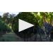 Nickel & Nickel Dogleg Cabernet Sauvignon 2019 Product Video
