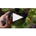Willamette Valley Vineyards Whole Cluster Rose of Pinot Noir 2020 Whole Cluster Story with Jim Bernau Product Video